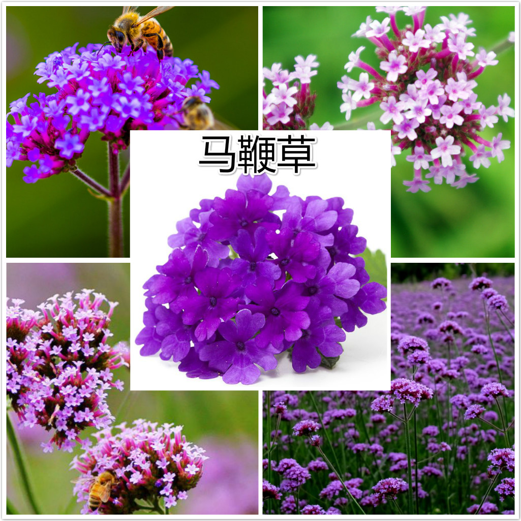 马鞭草.jpg