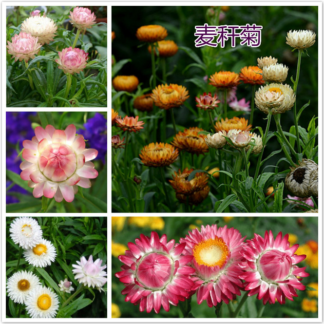 麦秆菊.jpg