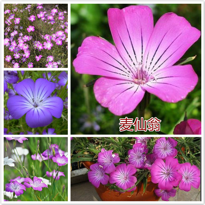 麦仙翁.jpg