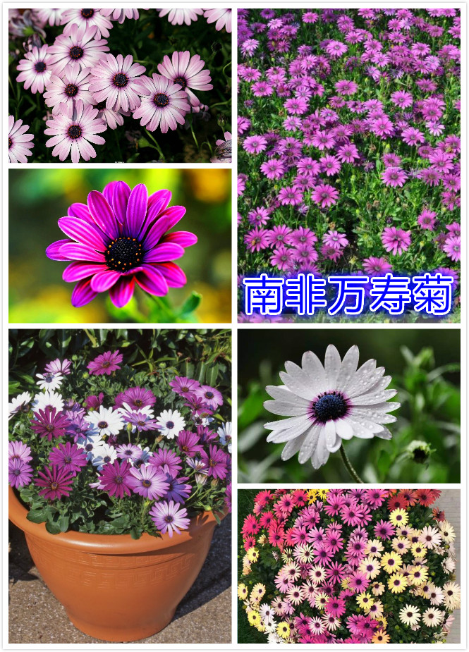 南非万寿菊.jpg