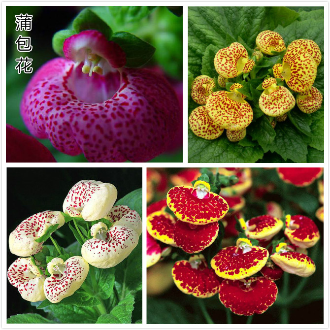 蒲包花（荷包花）.jpg