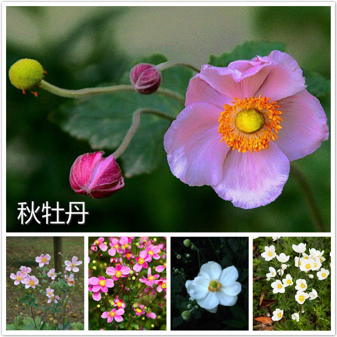秋牡丹.jpg