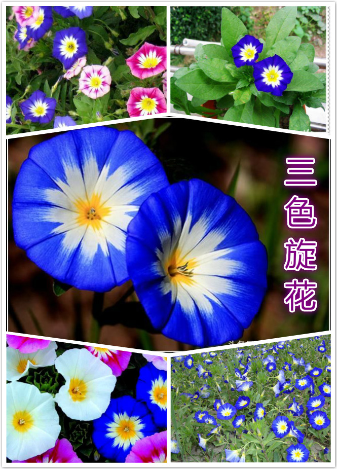 三色旋花.jpg