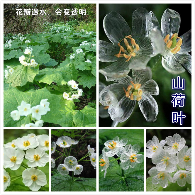 山荷叶.jpg