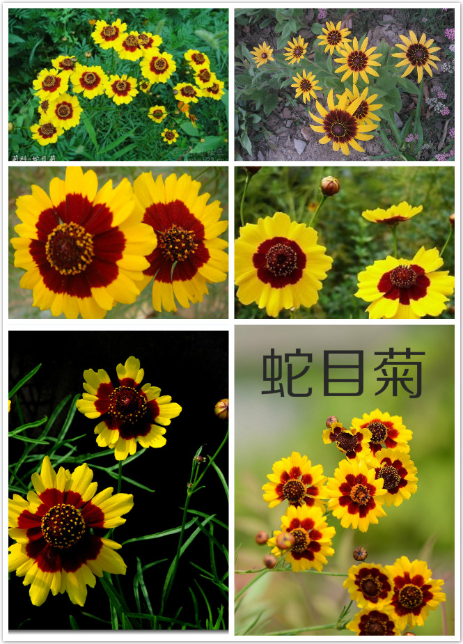 蛇目菊.jpg