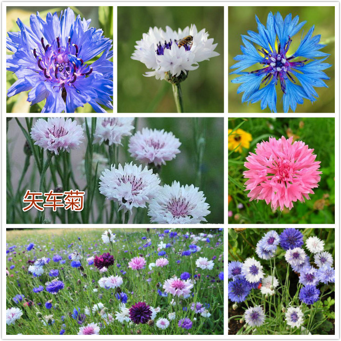矢车菊.jpg