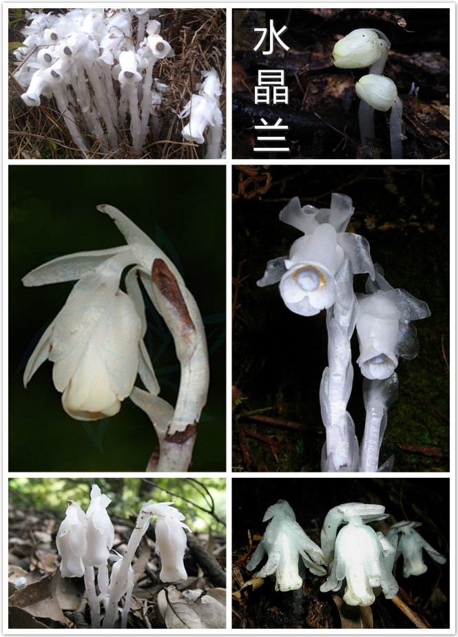 水晶兰（幽灵之花）.jpg