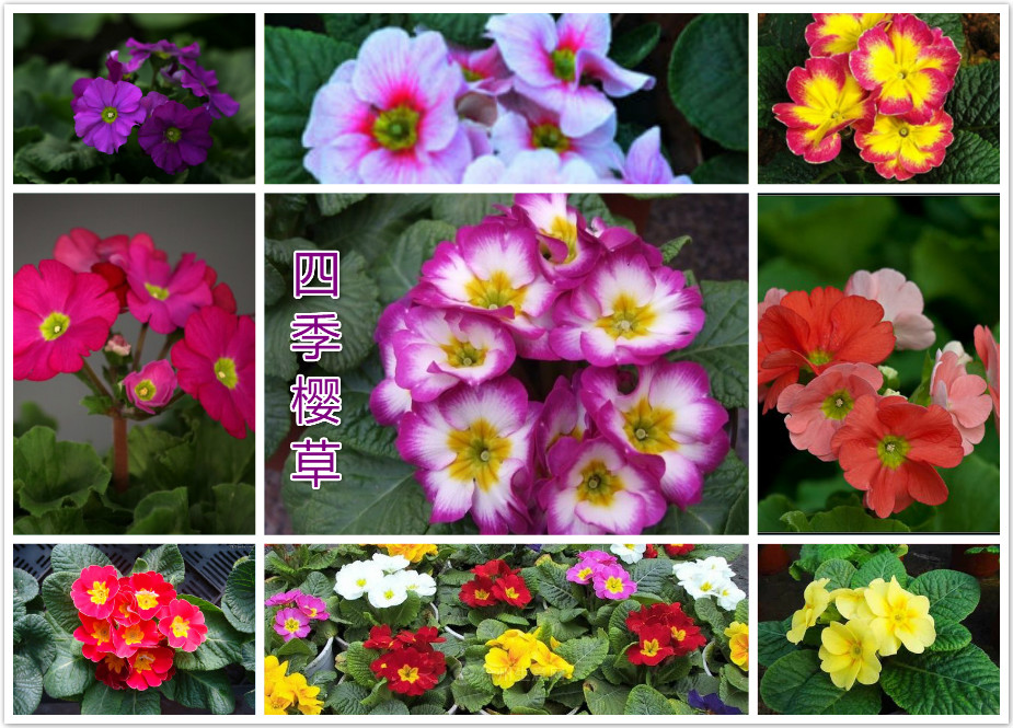 四季樱草.jpg