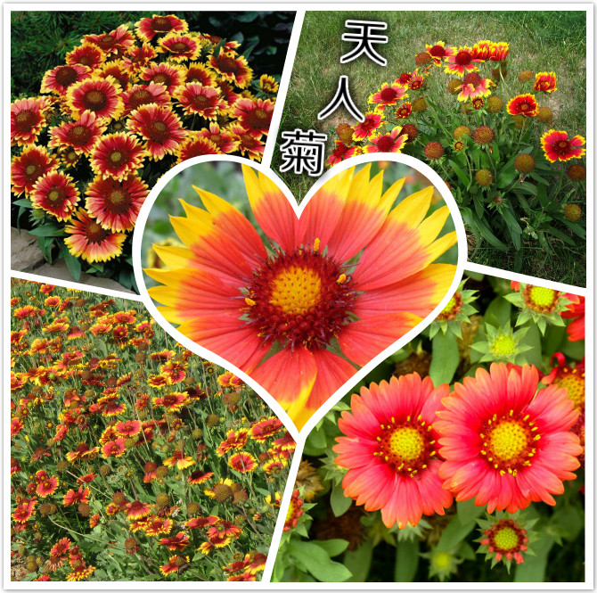天人菊.jpg