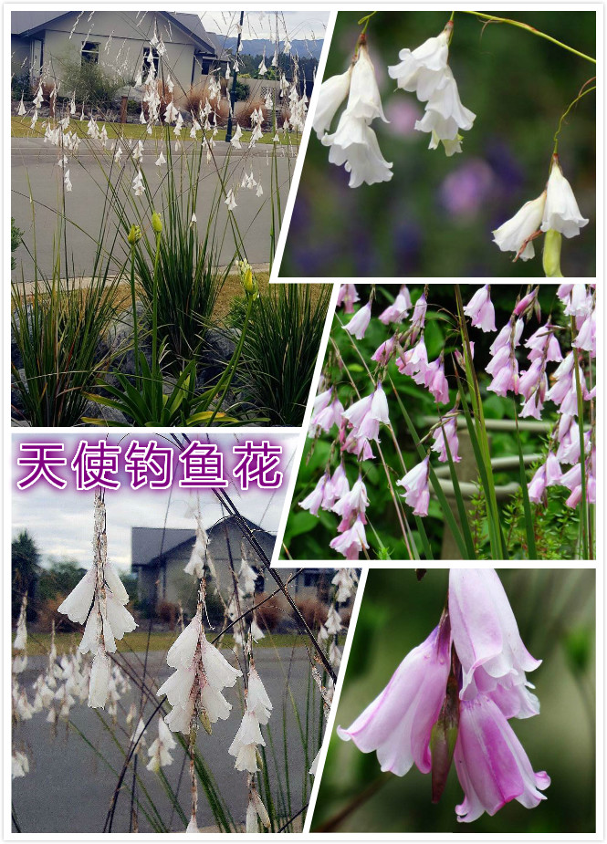 天使钓鱼花.jpg
