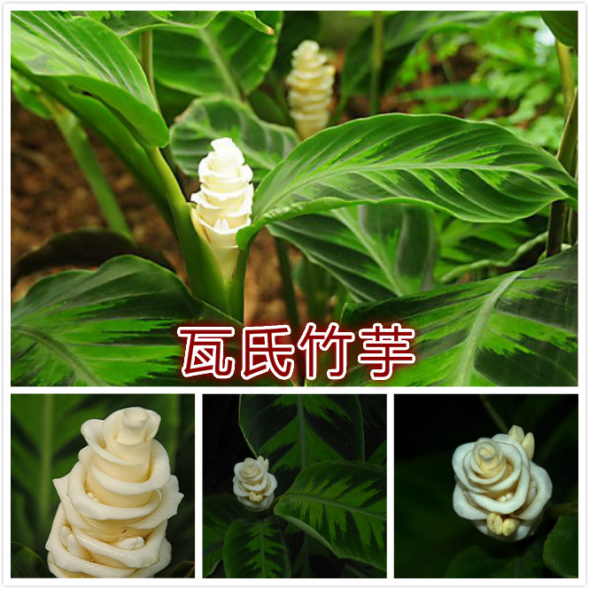 瓦氏竹芋.jpg