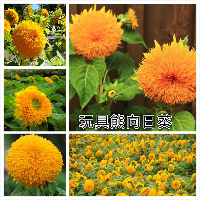 玩具熊向日葵.jpg