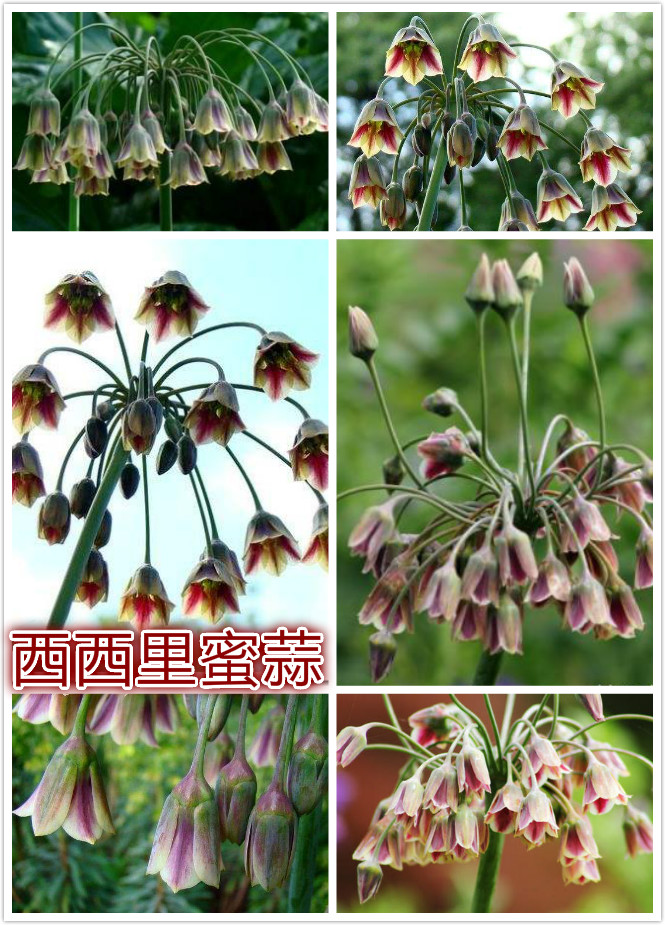 西西里蜜蒜.jpg