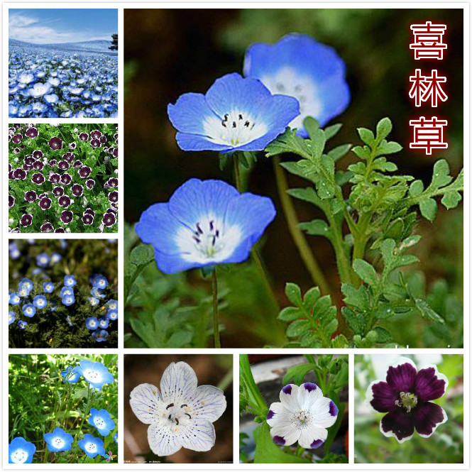 喜林草（粉蝶花）.jpg