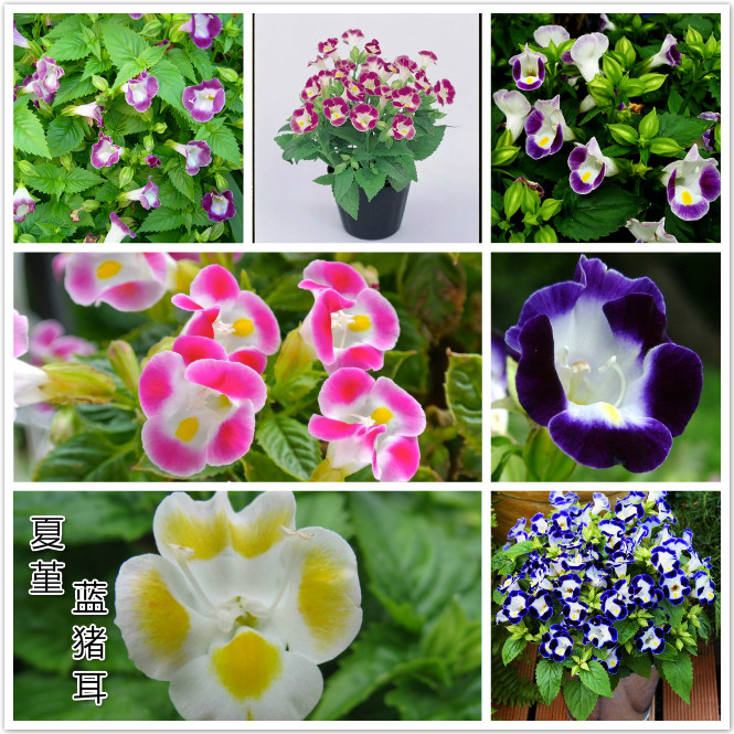 夏堇（蓝猪耳）.jpg