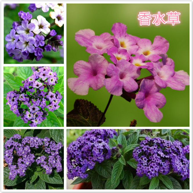香水草.jpg
