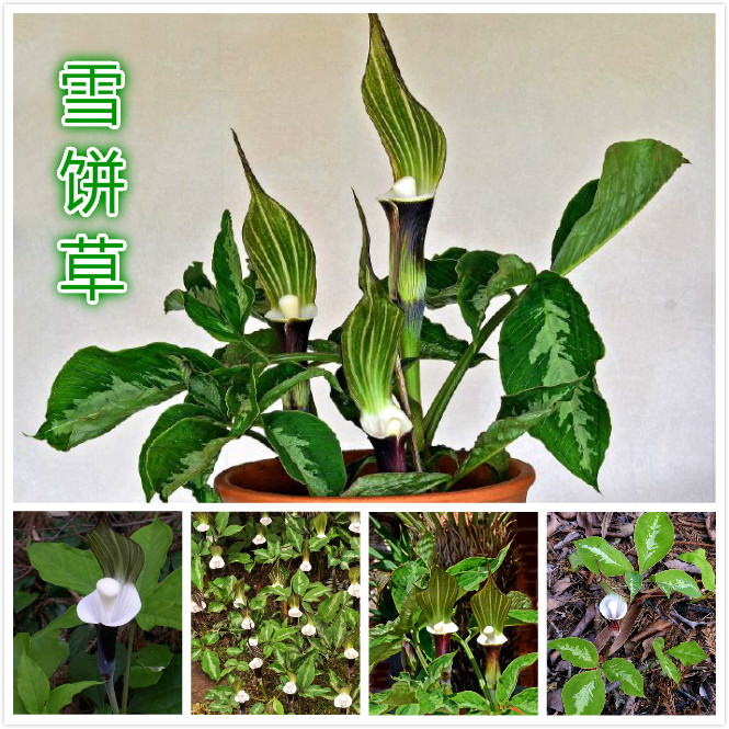 雪饼草.jpg
