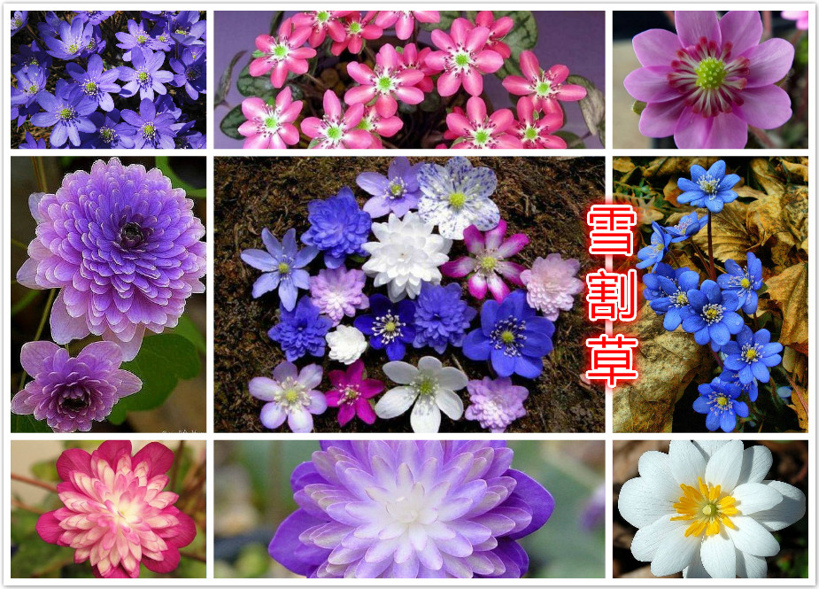 雪割草.jpg