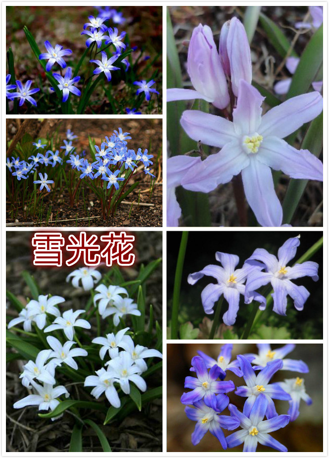 雪光花.jpg