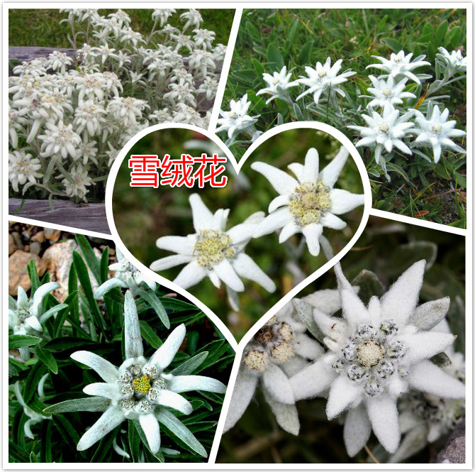 雪绒花.jpg