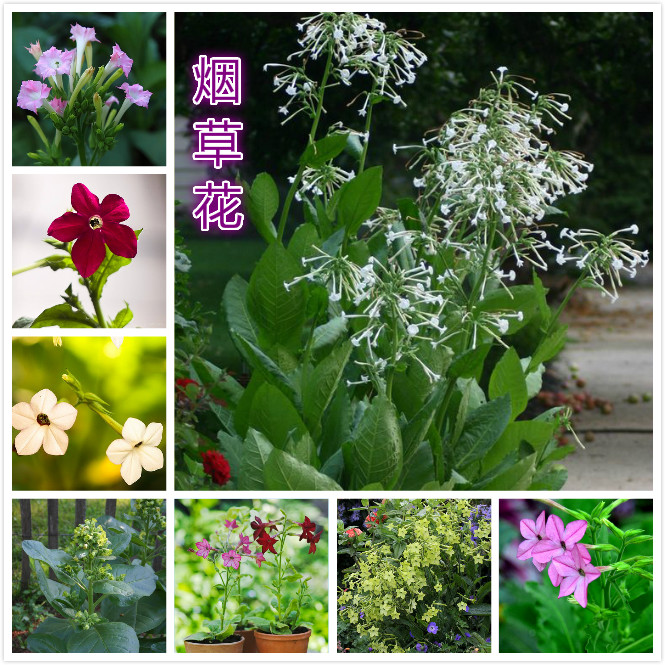 烟草花.jpg