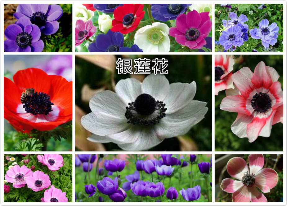 银莲花.jpg