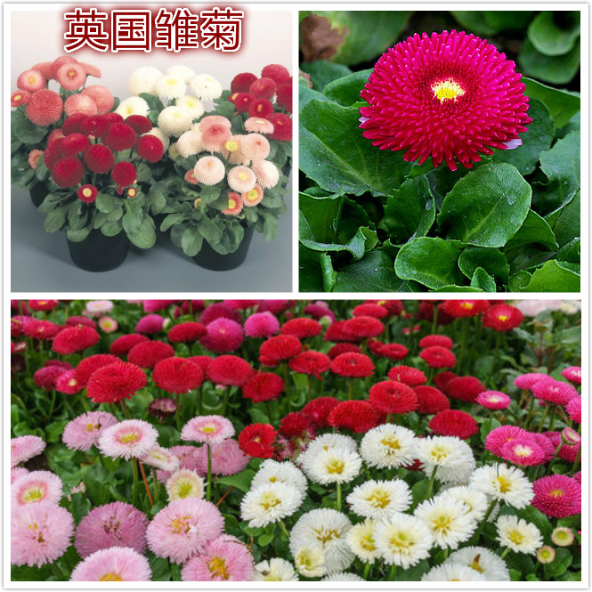 英国雏菊.jpg