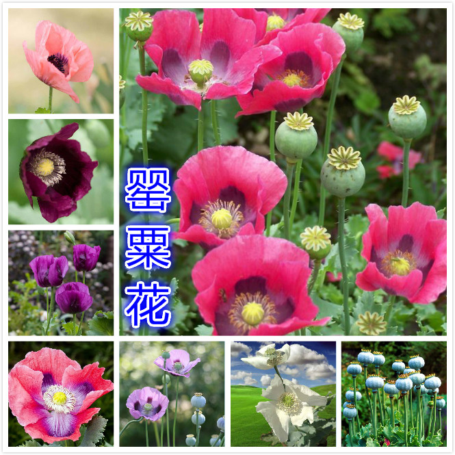 罂粟花.jpg