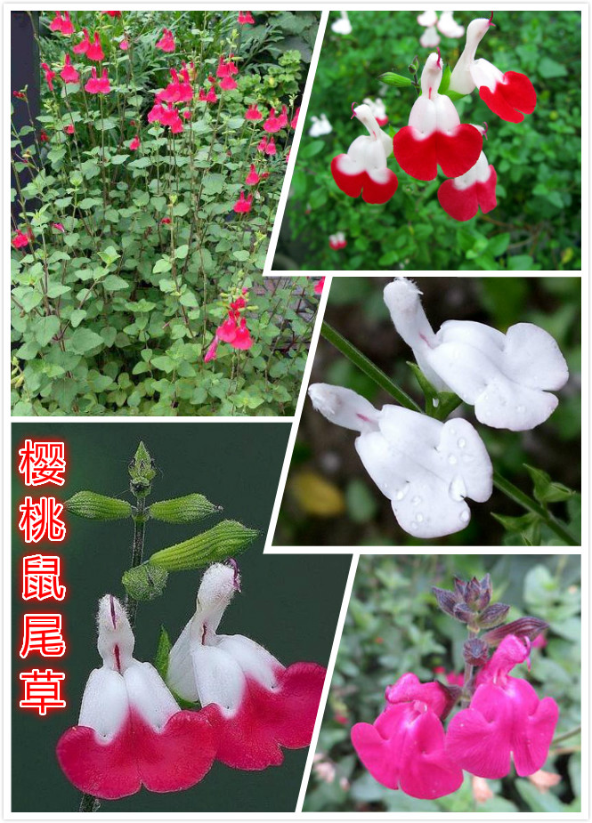 樱桃鼠尾草.jpg