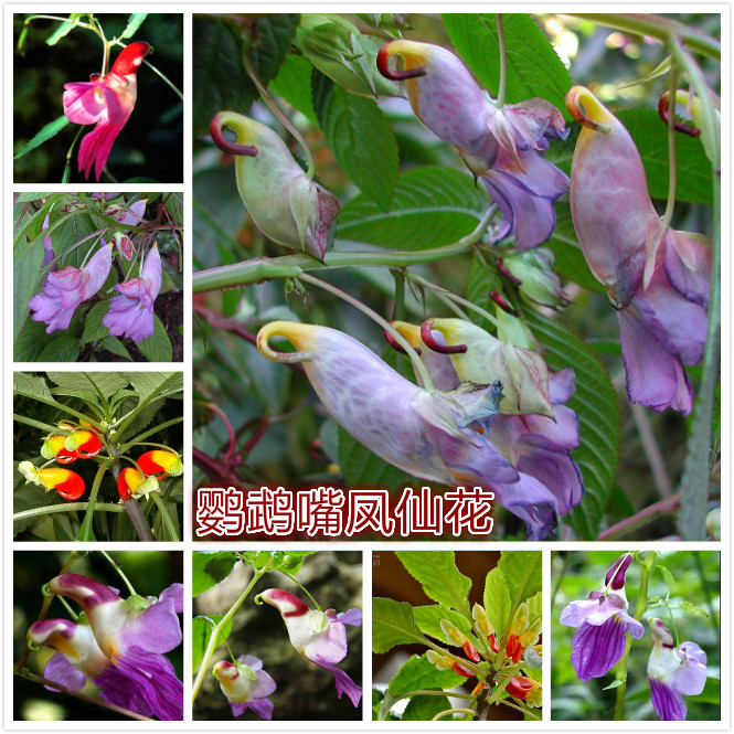 鹦鹉嘴凤仙花.jpg
