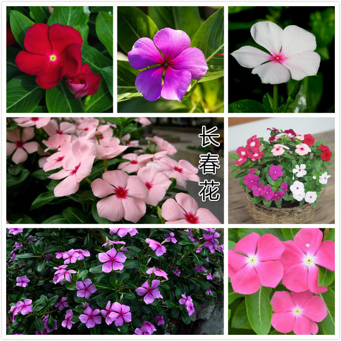 长春花.jpg