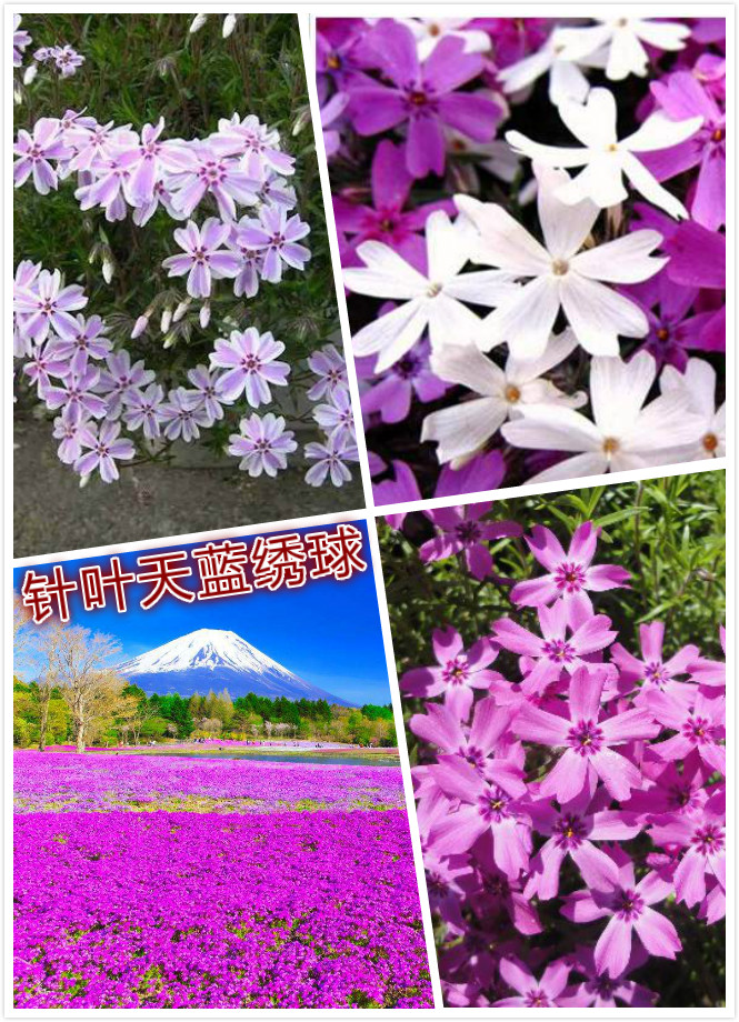 针叶天蓝绣球.jpg