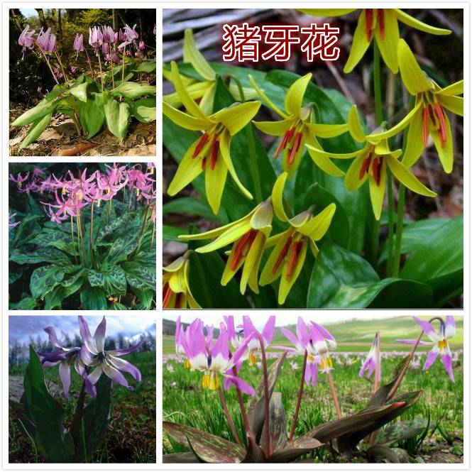 猪牙花.jpg