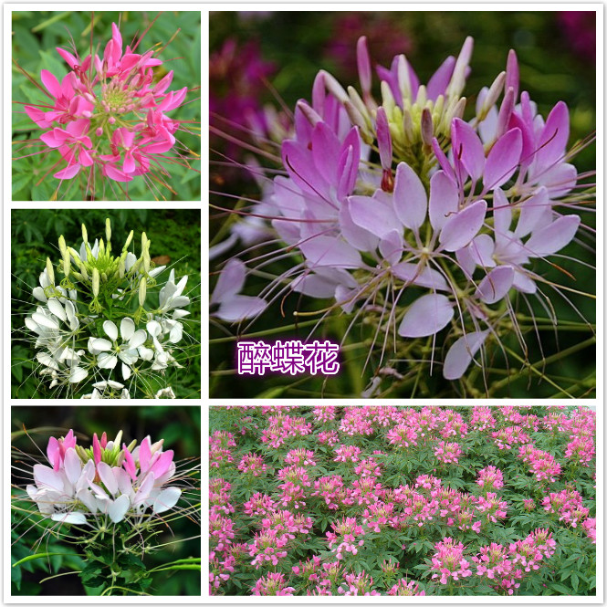 醉蝶花.jpg