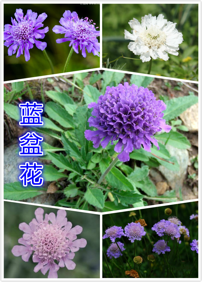 軨.jpg