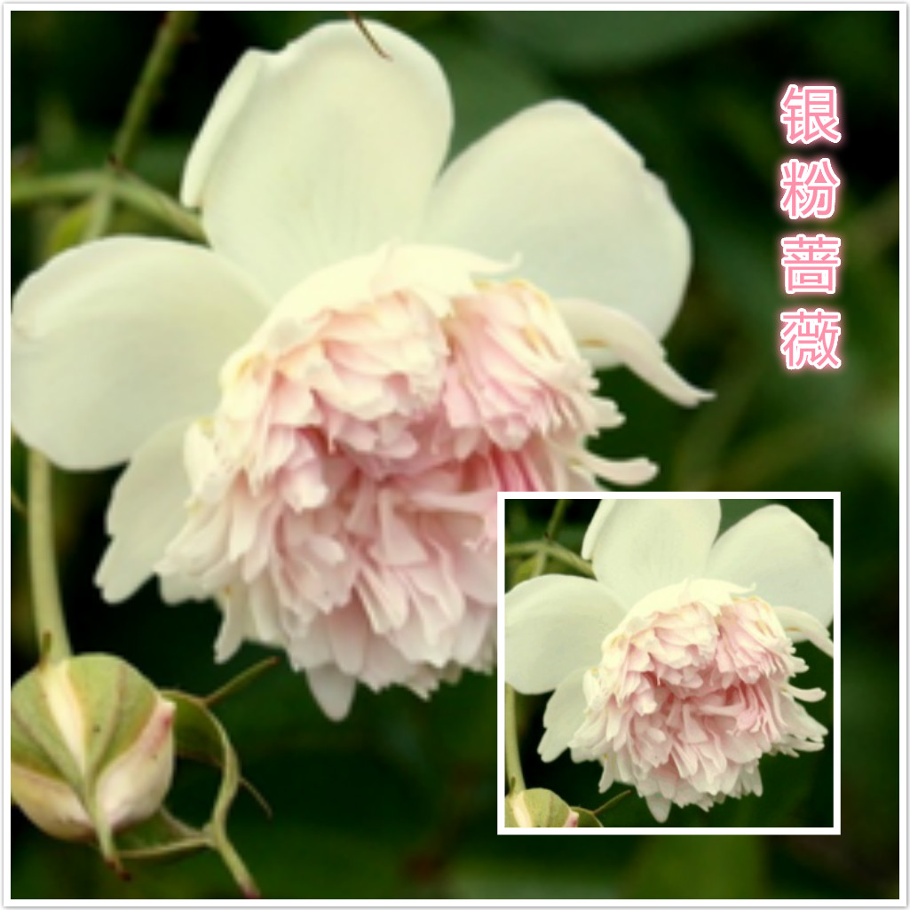 Ǿޱ.jpg