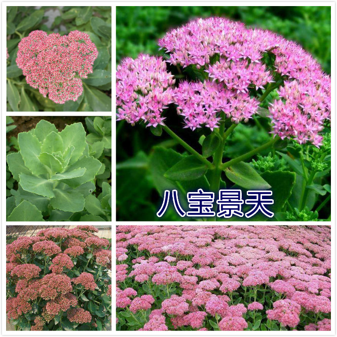 八宝景天.jpg