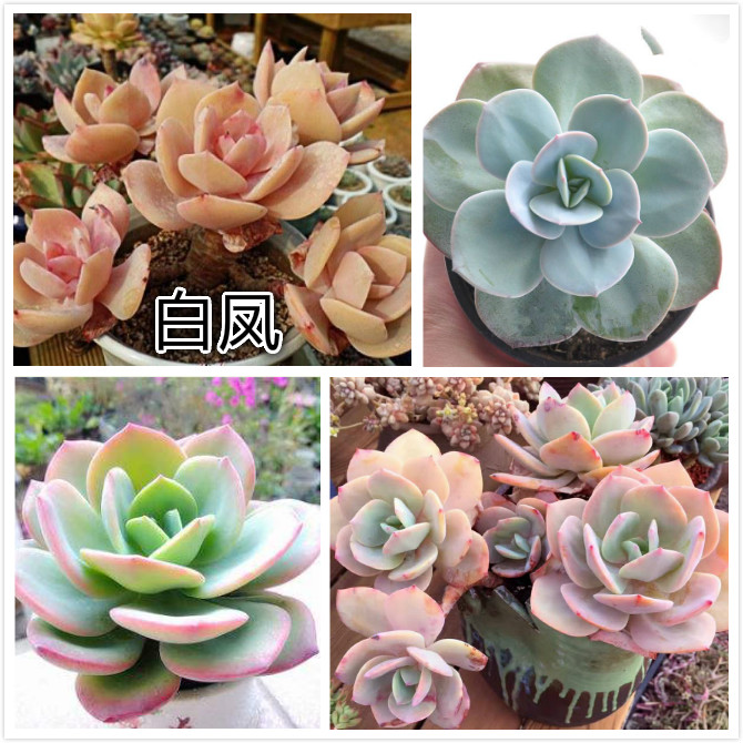 白凤.jpg