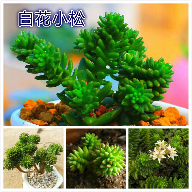 白花小松.jpg