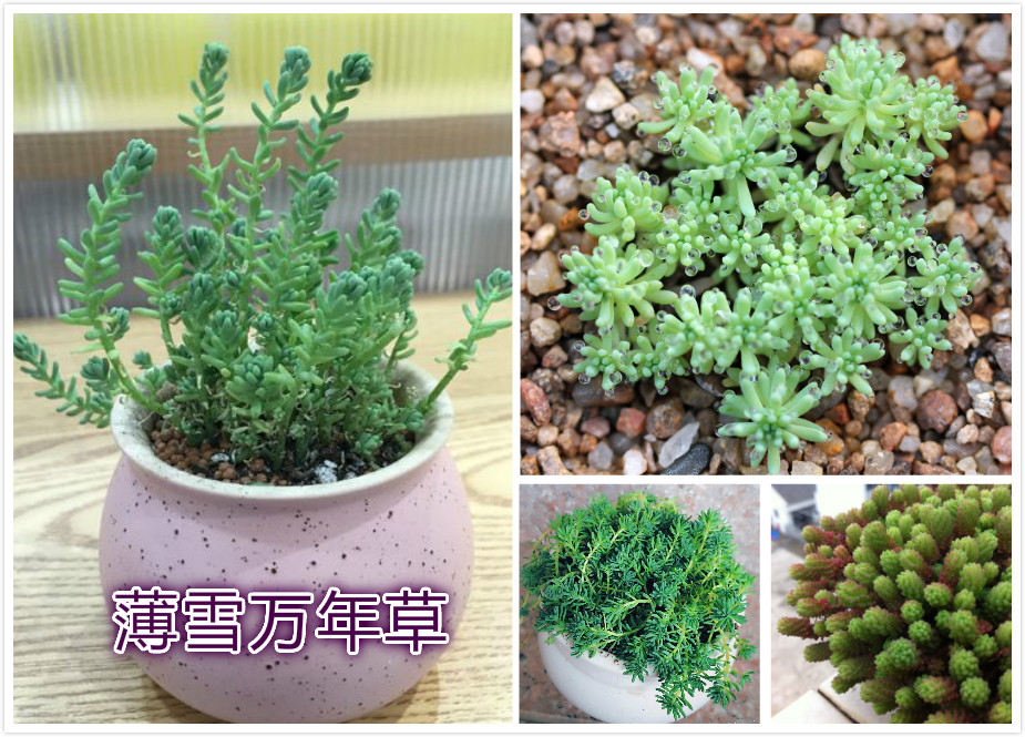 薄雪万年草.jpg