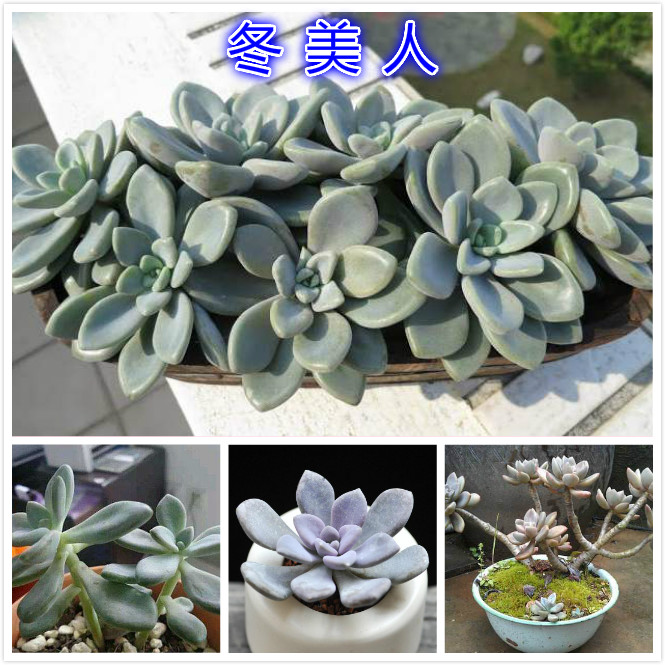 冬美人.jpg