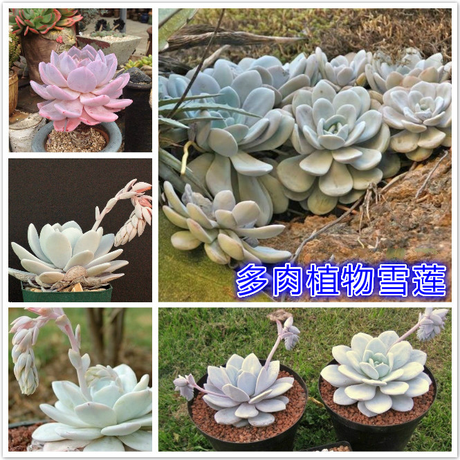 多肉植物雪莲.jpg