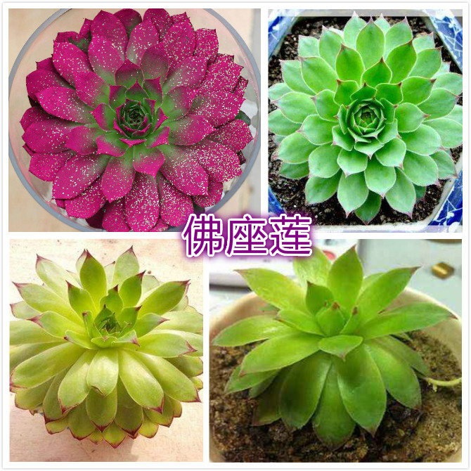 佛座莲.jpg
