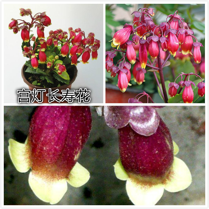 宫灯长寿花.jpg