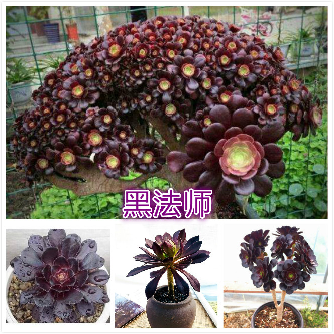 黑法师.jpg