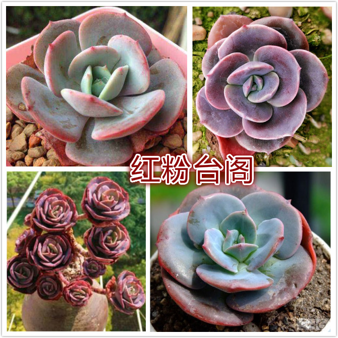 红粉台阁.jpg