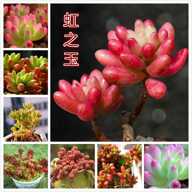 虹之玉.jpg