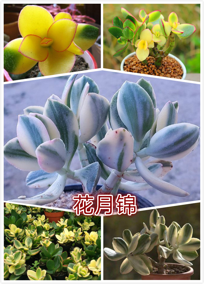 花月锦.jpg