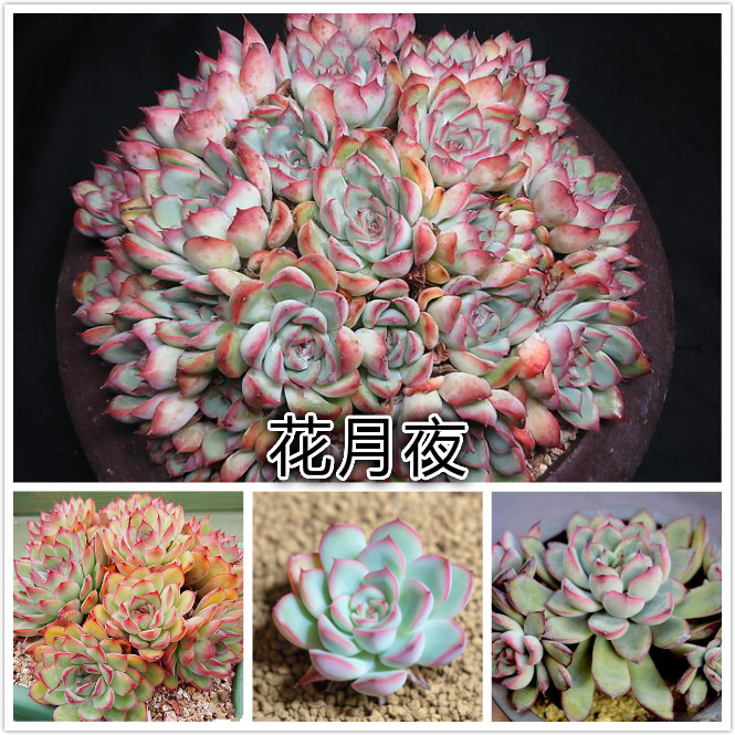 花月夜.jpg