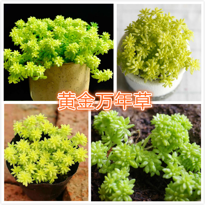 黄金万年草.jpg